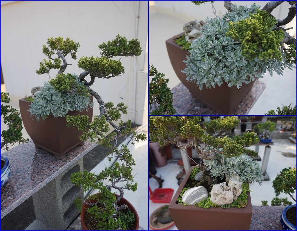 04芙蓉種子被風吹到別的盆器中成長為芙蓉小苗.JPG 04芙蓉種子被風吹到別的盆器中成長為芙蓉小苗.JPG