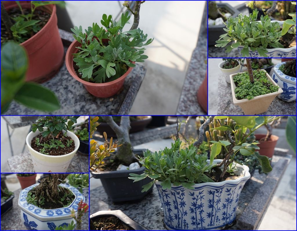 05隨風吹落的種子到處長成芙蓉小苗.jpg 05隨風吹落的種子到處長成芙蓉小苗.jpg