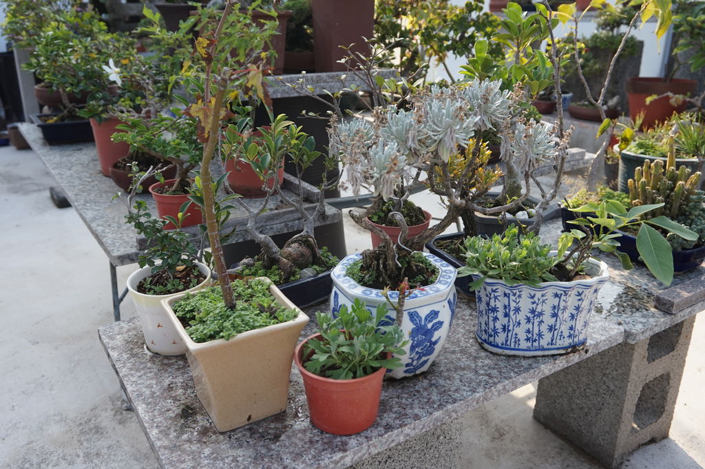 06附近的盆子中都長出芙蓉的小苗.JPG 06附近的盆子中都長出芙蓉的小苗.JPG