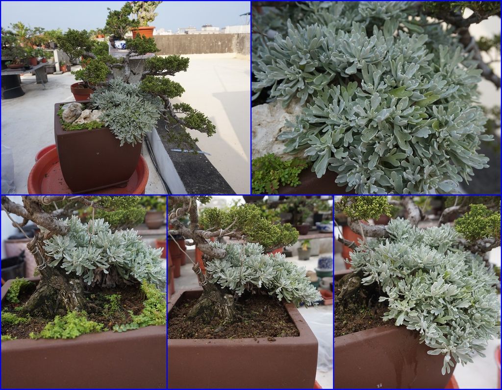 07芙蓉小苗在系魚川真柏的大盆器中成長了2年了(20170416拍攝).jpg 07芙蓉小苗在系魚川真柏的大盆器中成長了2年了(20170416拍攝).jpg