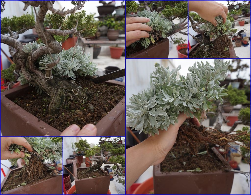 08芙蓉小苗連根挖起準備重新移盆種植.jpg 08芙蓉小苗連根挖起準備重新移盆種植.jpg