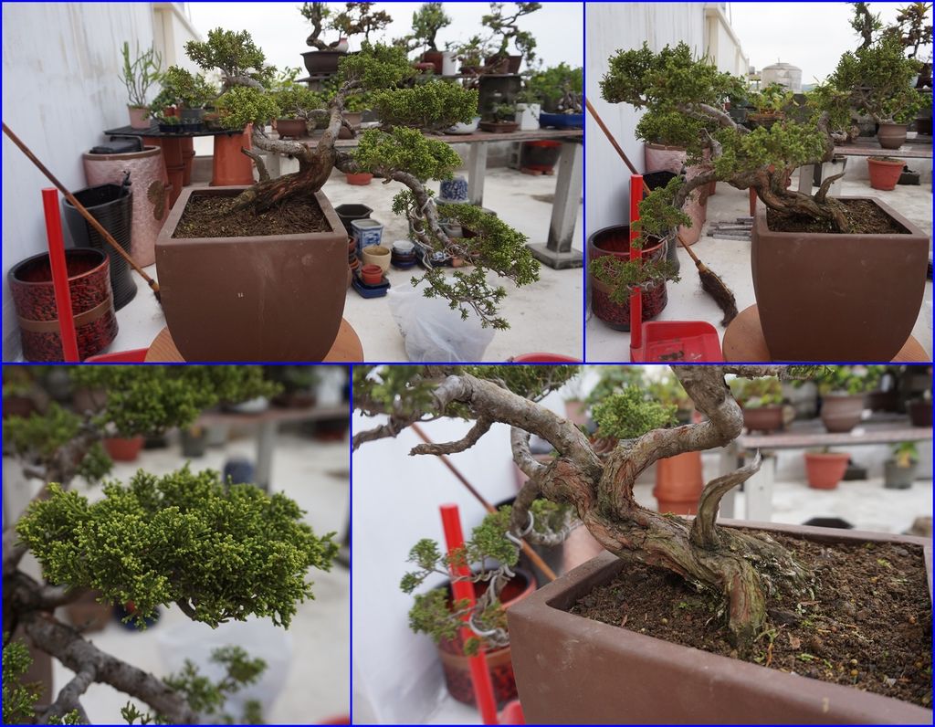 09系魚川真柏移除芙蓉小苗清爽多了.jpg 09系魚川真柏移除芙蓉小苗清爽多了.jpg