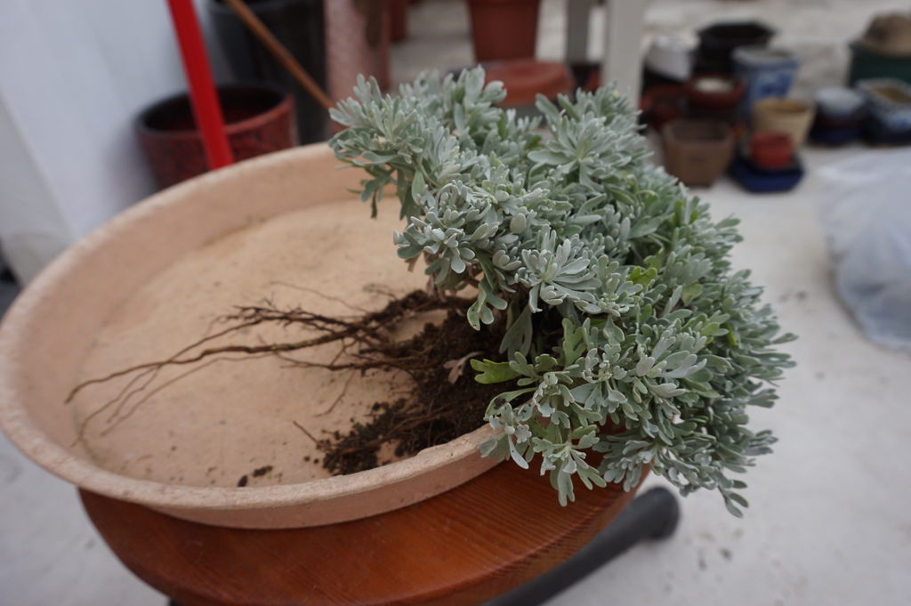 10挖出來的一大叢芙蓉小苗.JPG 10挖出來的一大叢芙蓉小苗.JPG