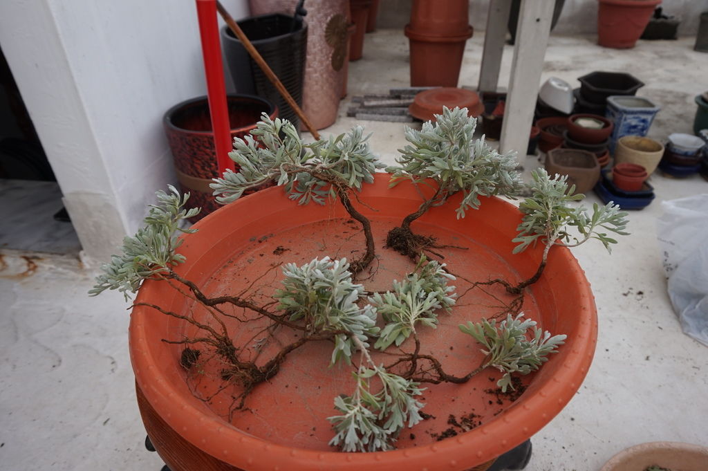 11將芙蓉小苗一一分開.JPG 11將芙蓉小苗一一分開.JPG