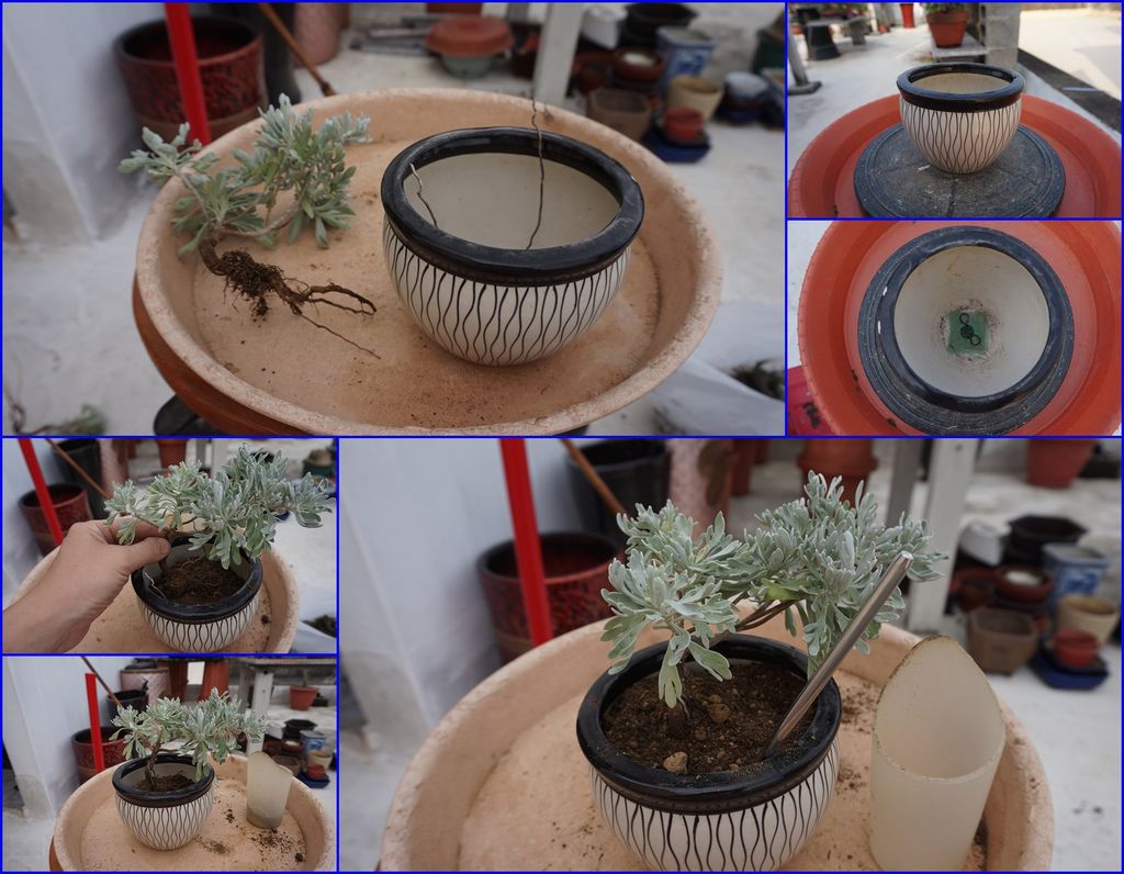 12芙蓉移盆種植(20170416拍攝).jpg 12芙蓉移盆種植(20170416拍攝).jpg