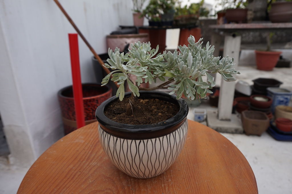 13芙蓉小盆栽種植完成.JPG 13芙蓉小盆栽種植完成.JPG