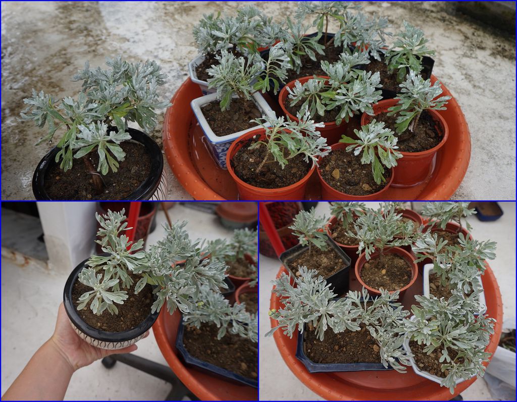 15一下子就有好多盆芙蓉小盆栽了.jpg 15一下子就有好多盆芙蓉小盆栽了.jpg