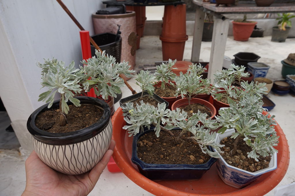 16芙蓉小盆栽(20170416拍攝).JPG 16芙蓉小盆栽(20170416拍攝).JPG