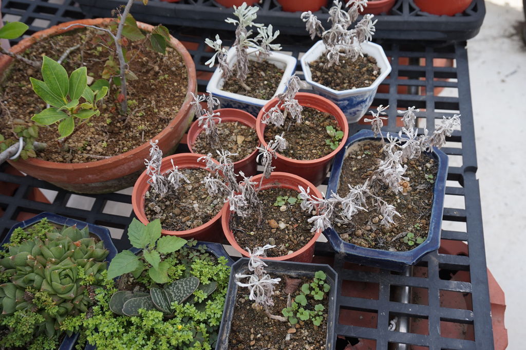 17移盆經過一個多月的芙蓉小苗有些都沒有成功(20170513拍攝).JPG 17移盆經過一個多月的芙蓉小苗有些都沒有成功(20170513拍攝).JPG