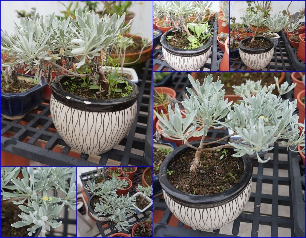 19存活下來的芙蓉期待它的成長.jpg 19存活下來的芙蓉期待它的成長.jpg