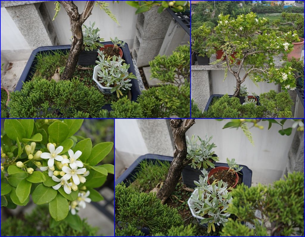 20小芙蓉在七里香下面防晒.jpg 20小芙蓉在七里香下面防晒.jpg