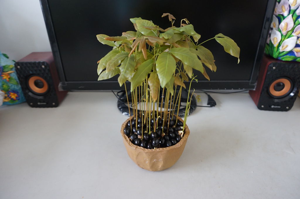 01龍眼種子盆栽(20171004拍攝).JPG 01龍眼種子盆栽(20171004拍攝).JPG