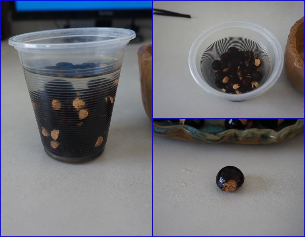 03龍眼種子泡水後種子有點膨脹.JPG 03龍眼種子泡水後種子有點膨脹.JPG