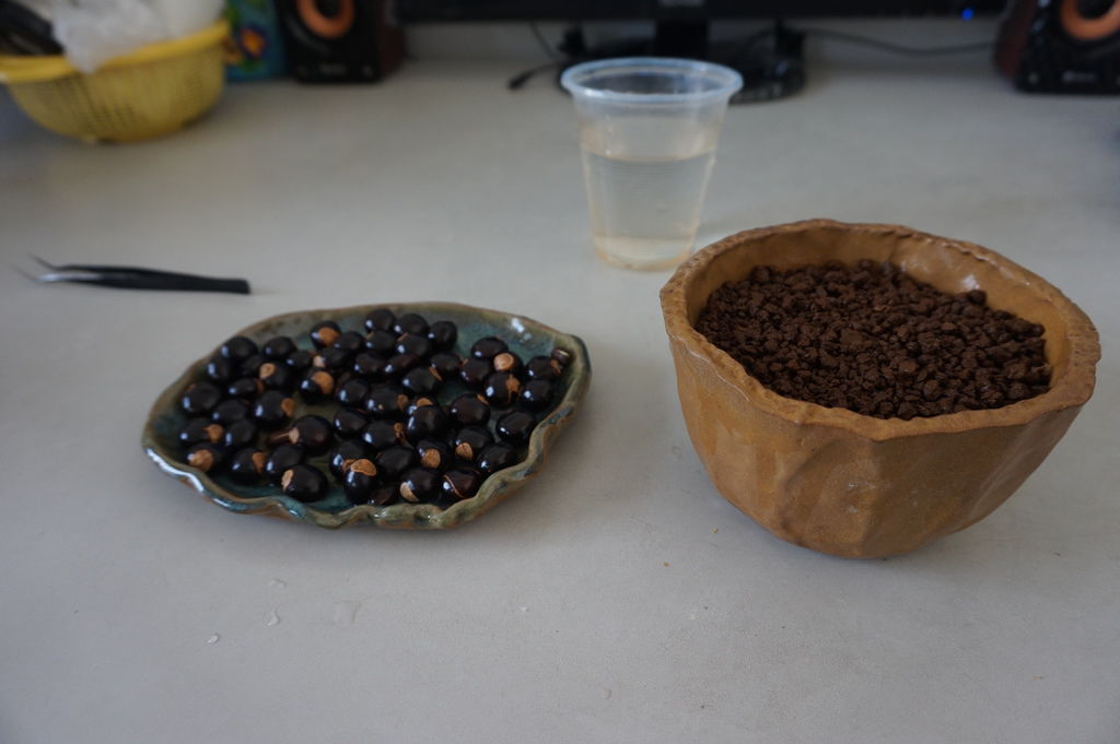 04龍眼種子及盆器準備.JPG 04龍眼種子及盆器準備.JPG