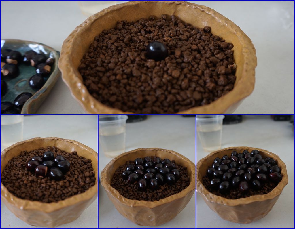 06龍眼種子一個一個排入盆器中.jpg 06龍眼種子一個一個排入盆器中.jpg