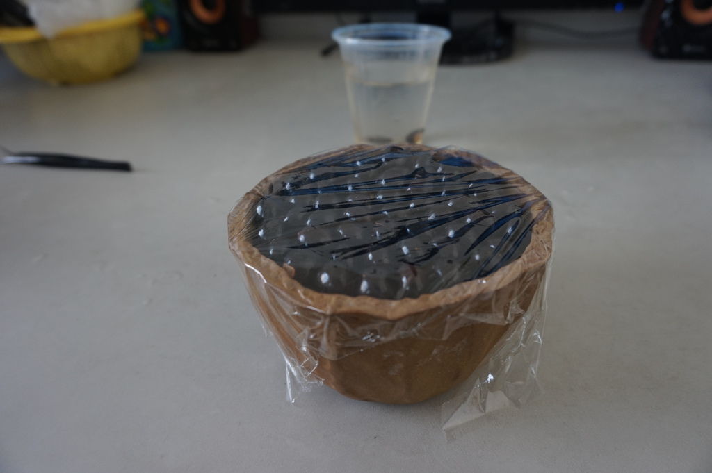 08龍眼種子盆栽蓋上保鮮膜保濕.JPG 08龍眼種子盆栽蓋上保鮮膜保濕.JPG