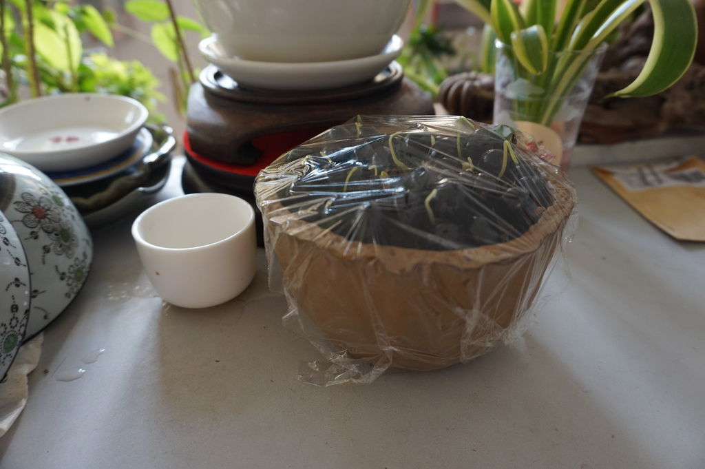 09龍眼種子奮力發芽中(20170924拍攝).JPG 09龍眼種子奮力發芽中(20170924拍攝).JPG