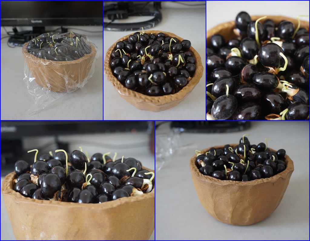 10滿滿一盆發芽的眼龍種子盆栽.jpg 10滿滿一盆發芽的眼龍種子盆栽.jpg