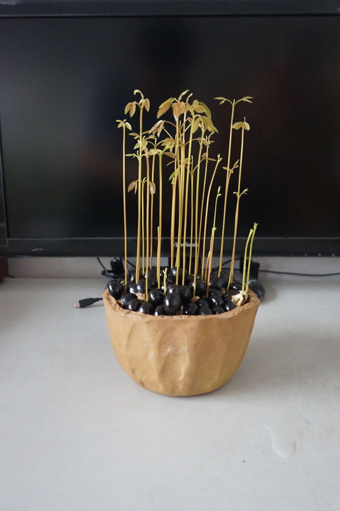 11龍眼種子盆栽成長速度驚人(20170930拍攝).JPG 11龍眼種子盆栽成長速度驚人(20170930拍攝).JPG