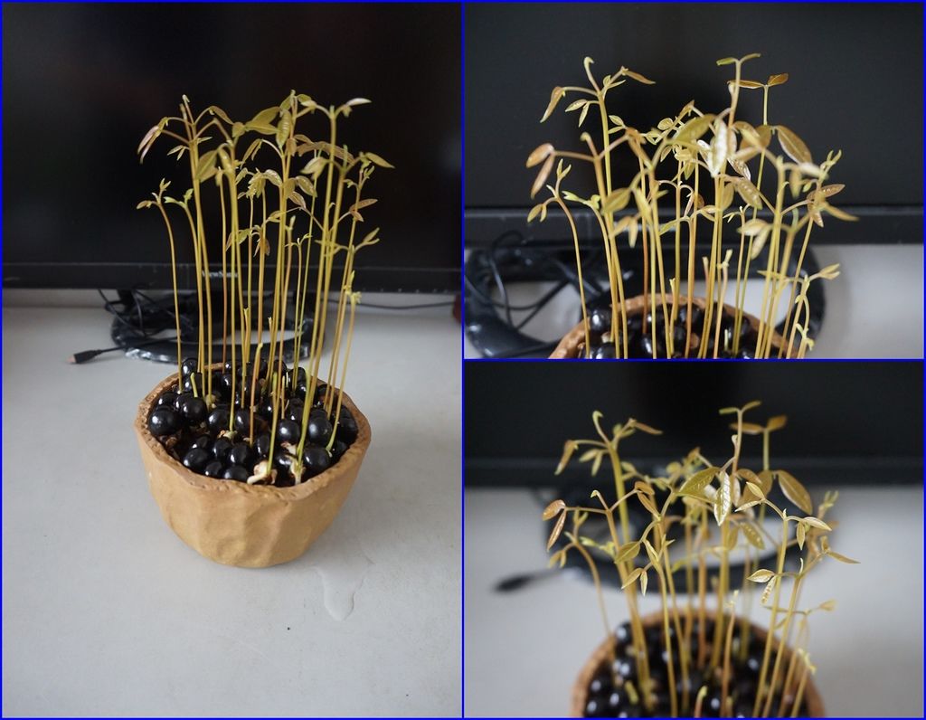 12龍眼剛展葉的樣子.jpg 12龍眼剛展葉的樣子.jpg