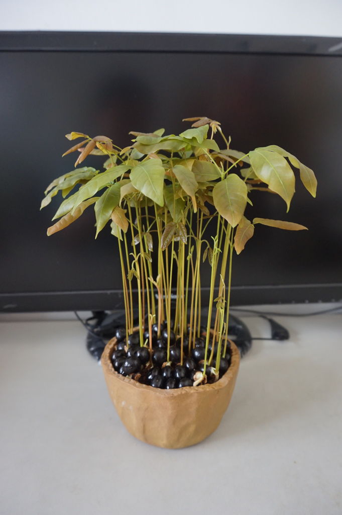 13龍眼種子盆栽成功(20171004拍攝).JPG 13龍眼種子盆栽成功(20171004拍攝).JPG