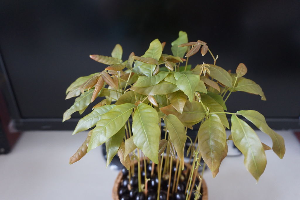 14龍眼剛長出的淡錄色葉子.JPG 14龍眼剛長出的淡錄色葉子.JPG