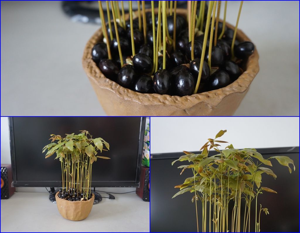 15不同角度欣賞龍眼種子盆栽.jpg 15不同角度欣賞龍眼種子盆栽.jpg