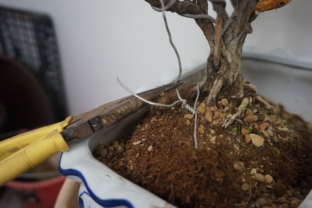 11原本安置在盆器的鋁線~這時就可以固定植物的根部.JPG