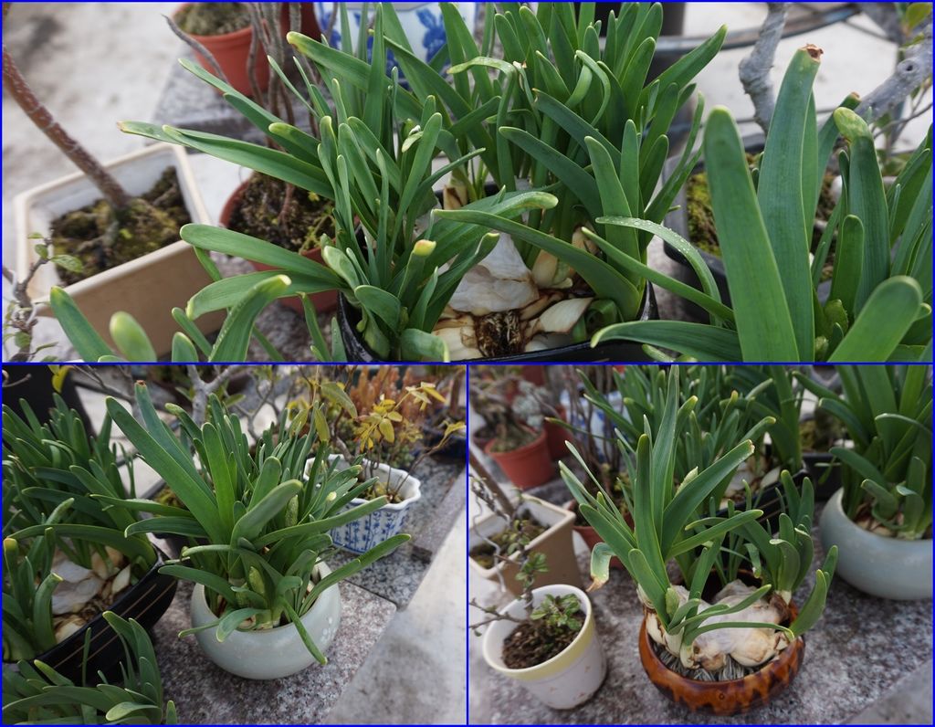 02未開花時的水仙~很像蔥或蒜(20180209拍攝).jpg 02未開花時的水仙~很像蔥或蒜(20180209拍攝).jpg