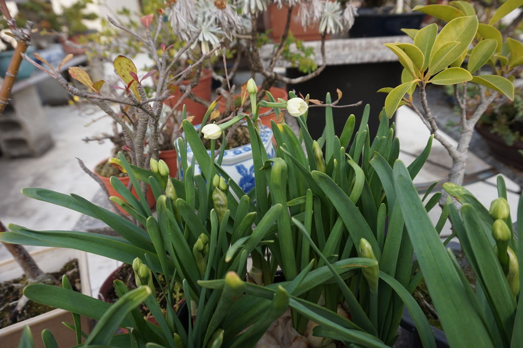 03水仙未開花的花苞(20180211拍攝).JPG 03水仙未開花的花苞(20180211拍攝).JPG