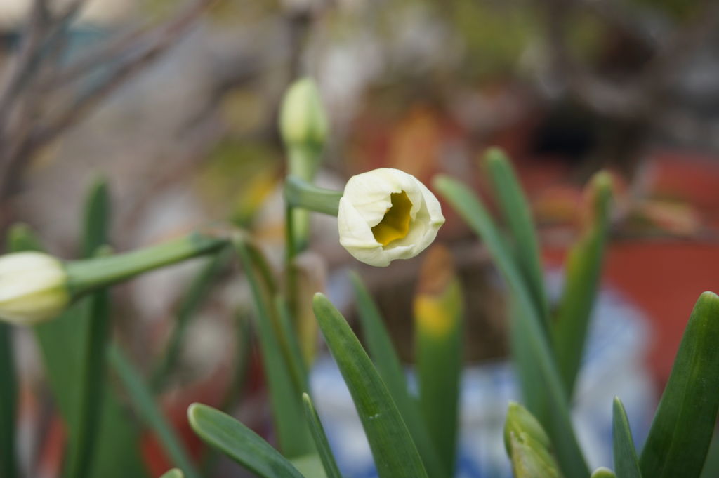 04終於看到快開花的水仙(20180211拍攝).JPG 04終於看到快開花的水仙(20180211拍攝).JPG