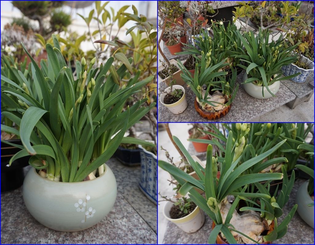 05今年的水仙~好多~好多花苞.jpg 05今年的水仙~好多~好多花苞.jpg