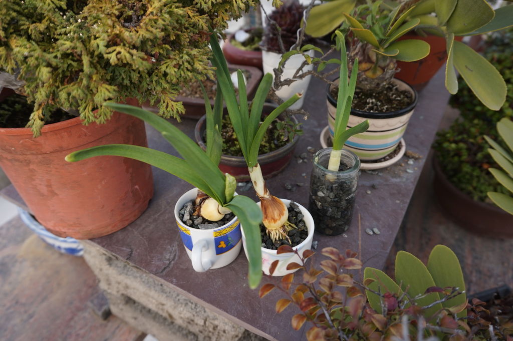 06小小瓶的水仙~也有小花苞.JPG 06小小瓶的水仙~也有小花苞.JPG