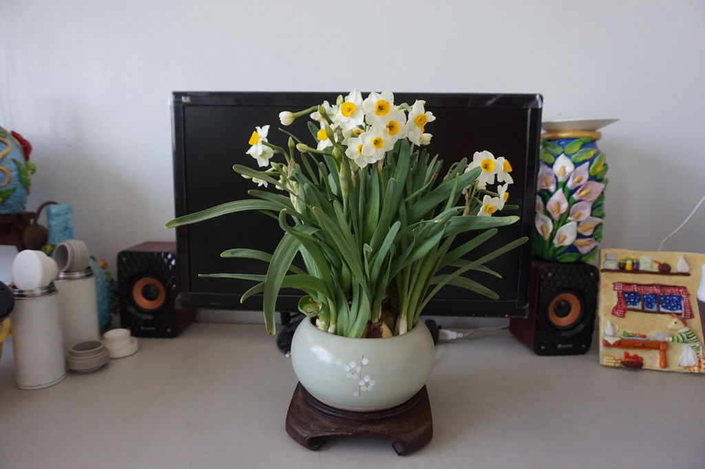 07水仙終於開花了(20180215拍攝).JPG 07水仙終於開花了(20180215拍攝).JPG