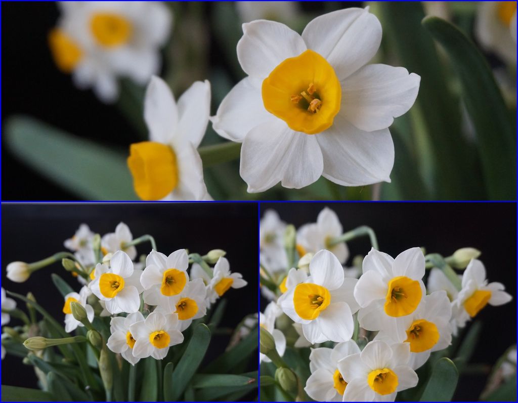 08水仙花~清新脫俗.jpg 08水仙花~清新脫俗.jpg