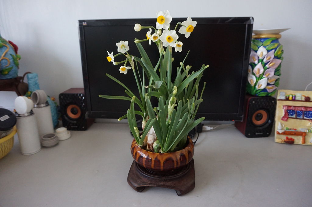 10另一盆~水仙盆栽.JPG 10另一盆~水仙盆栽.JPG