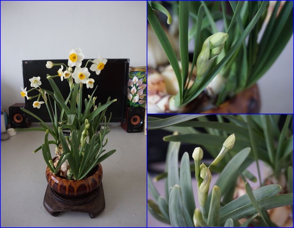 12水仙盆栽~送人之前拍攝留念(20180215拍攝).jpg 12水仙盆栽~送人之前拍攝留念(20180215拍攝).jpg
