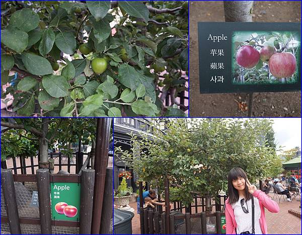 17在白色戀人花園裡~看到蘋果樹(身平第一次)~已經結了好多蘋果了.jpg