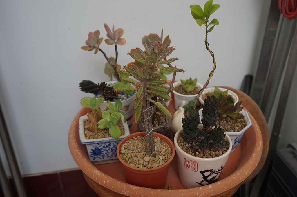 01一大盤多肉植物(20180909拍攝).JPG 01一大盤多肉植物(20180909拍攝).JPG