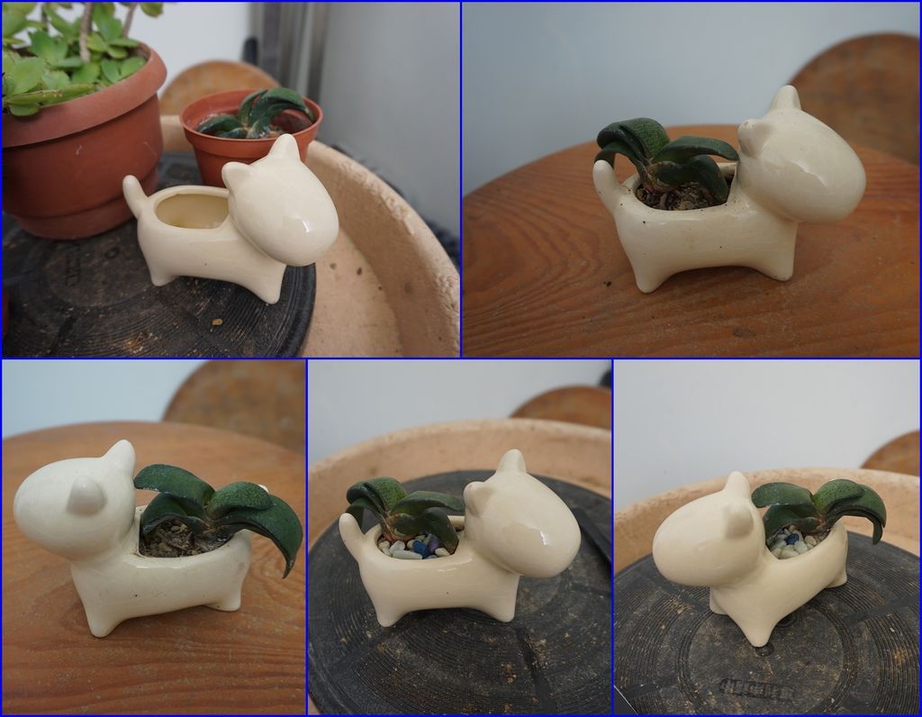 02小狗型狀盆器搭配多肉植物.jpg