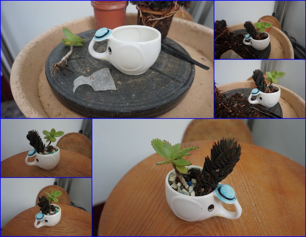 05小象造型的多肉組合盆栽.jpg