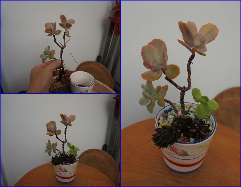 06簡單多肉組合蝴蝶之舞+鷹爪+子寶草.jpg 06簡單多肉組合蝴蝶之舞+鷹爪+子寶草.jpg