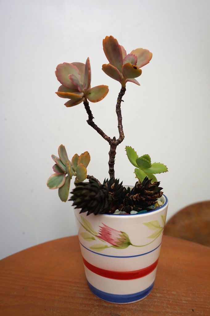 07三組多肉簡單組合高低層次分明.JPG 07三組多肉簡單組合高低層次分明.JPG