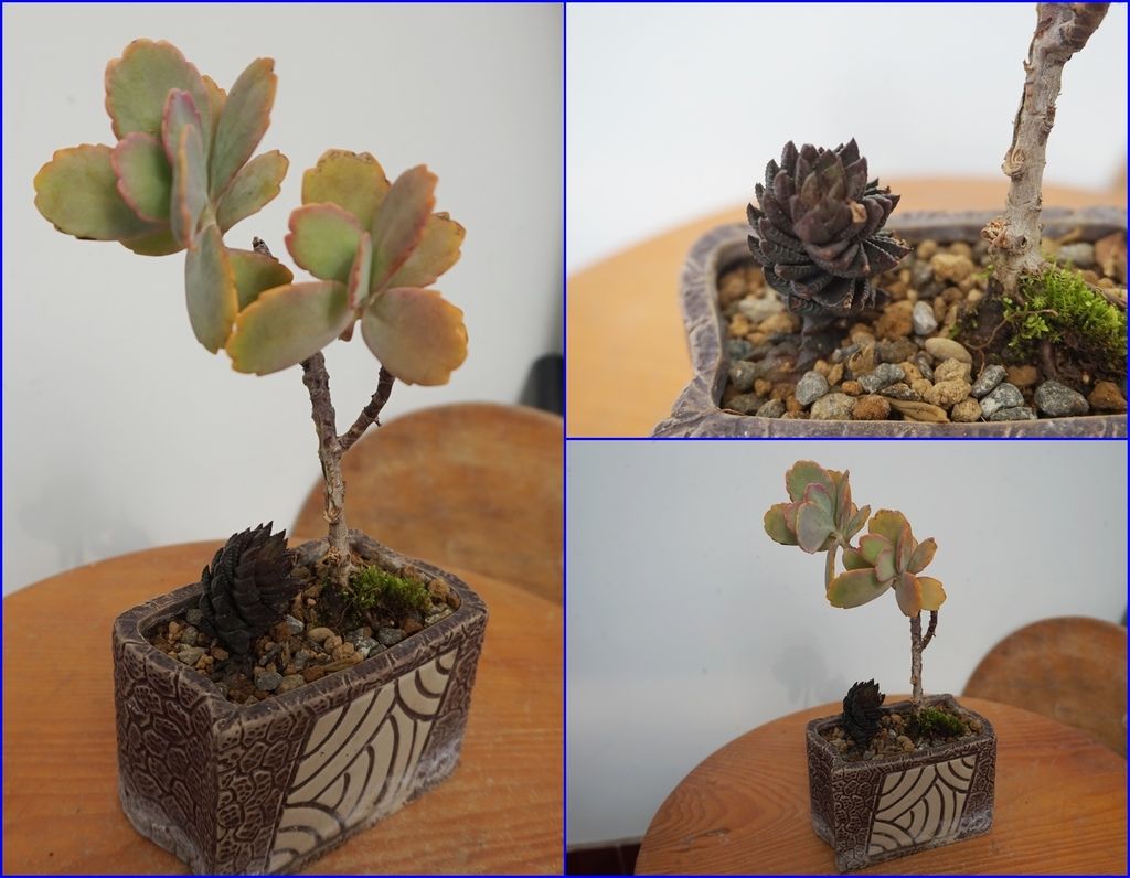 08方型盆器的多肉組合.jpg 08方型盆器的多肉組合.jpg