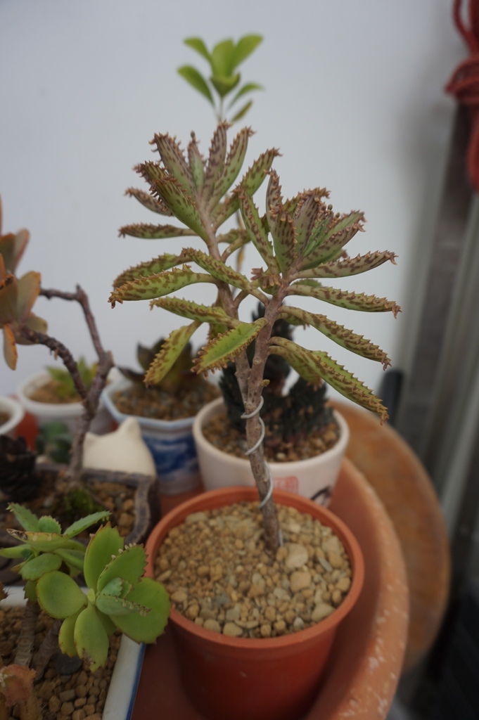 10不死舄生命力超強.JPG 10不死舄生命力超強.JPG