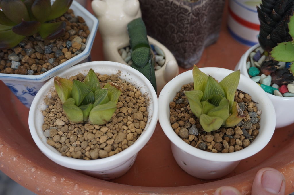 11小小一盆多肉是主角.JPG 11小小一盆多肉是主角.JPG