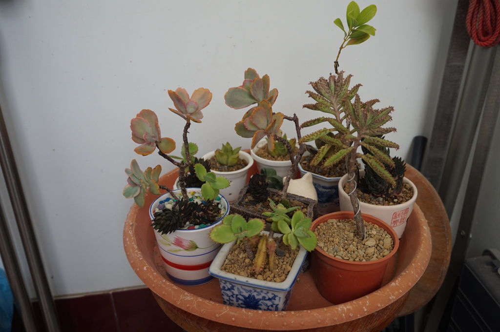 13隨意組合一下子就有十幾盆.JPG 13隨意組合一下子就有十幾盆.JPG