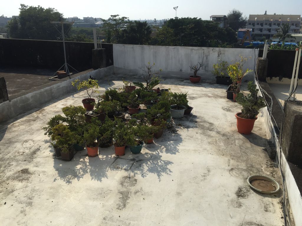 01舊家頂樓花園盆栽大約剩下一半生20181215拍攝).JPG 01舊家頂樓花園盆栽大約剩下一半生20181215拍攝).JPG