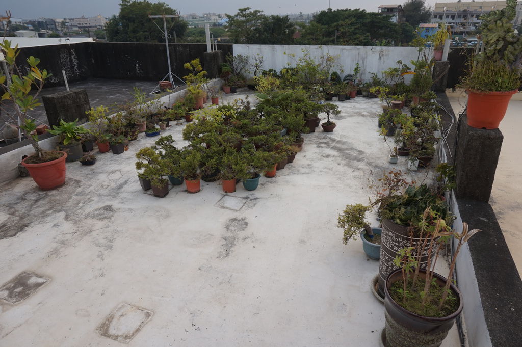 02原本頂樓盆栽有好多盆栽(20181117拍攝).JPG 02原本頂樓盆栽有好多盆栽(20181117拍攝).JPG