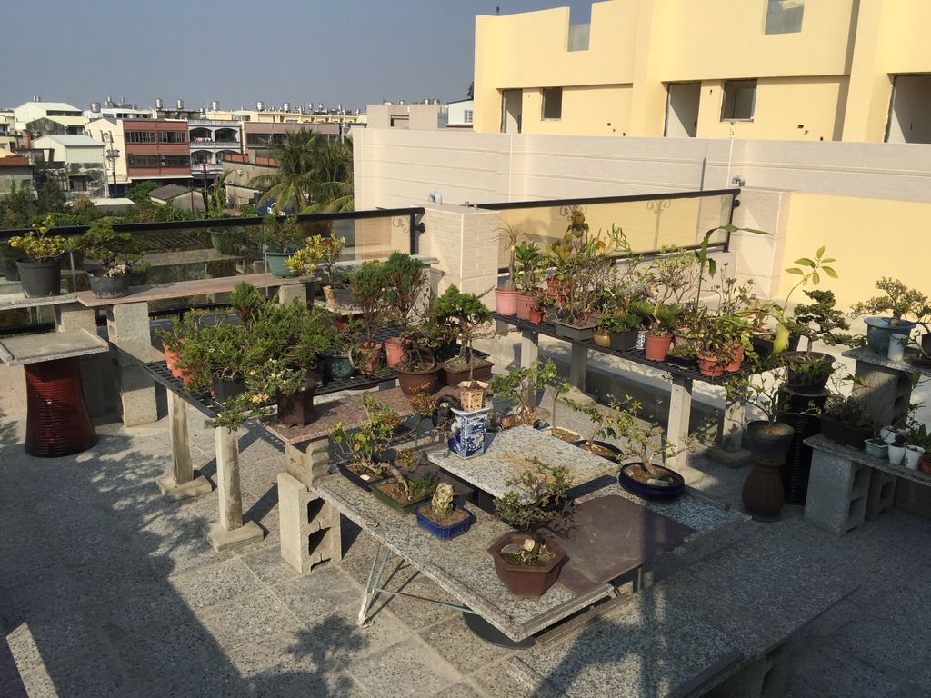 04新頂樓花園的現況(20181215拍攝).JPG 04新頂樓花園的現況(20181215拍攝).JPG